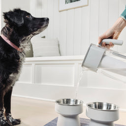 person pouring water from 10 cup zerowater pitcher in bowl for dog